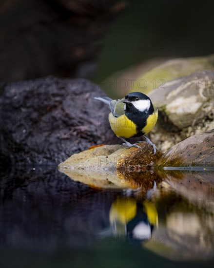 Great tit