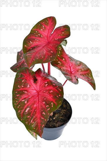 Exotic Caladium Red Flash houseplant with bright red leaves in pot on white background