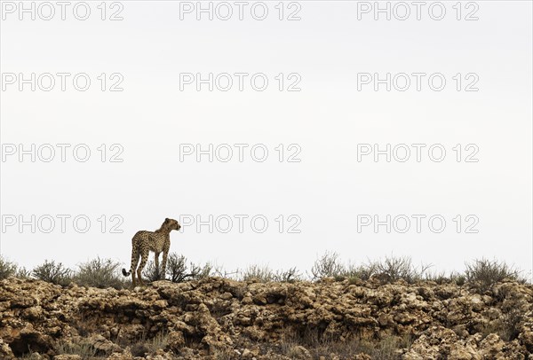 Cheetah