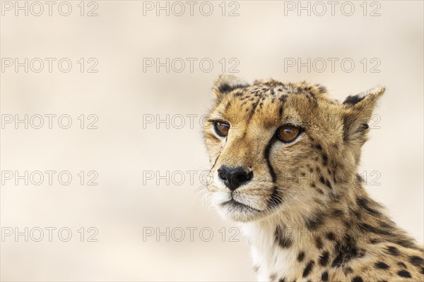 Cheetah