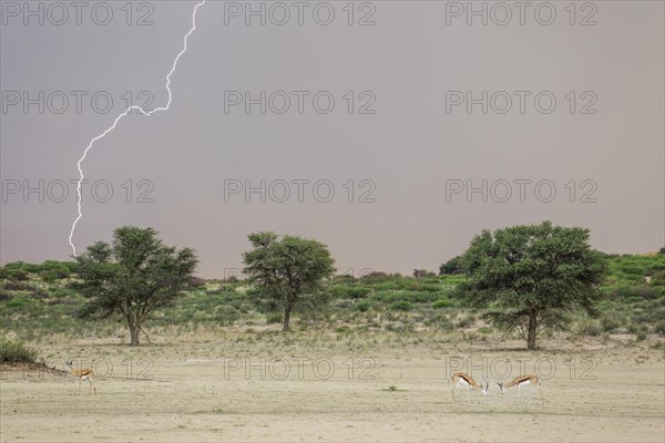 Springbok