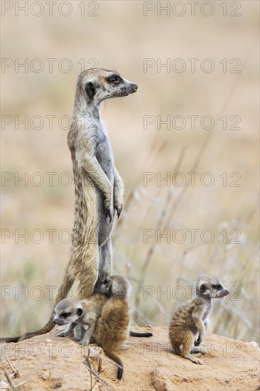 Suricate