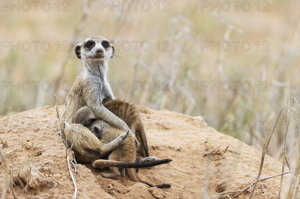 Suricate