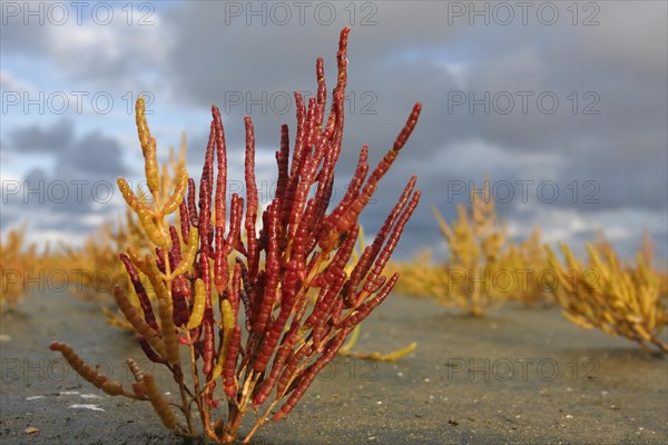 Glasswort