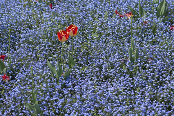 Flowering forget-me-nots