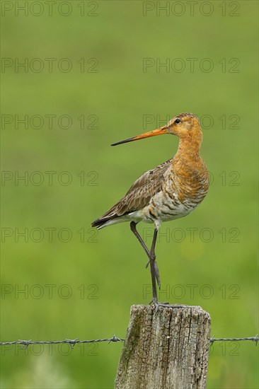 Black-tailed Godwit