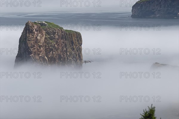 Fog at Perce Rock