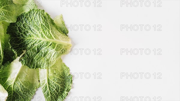Cabbage leafs white background