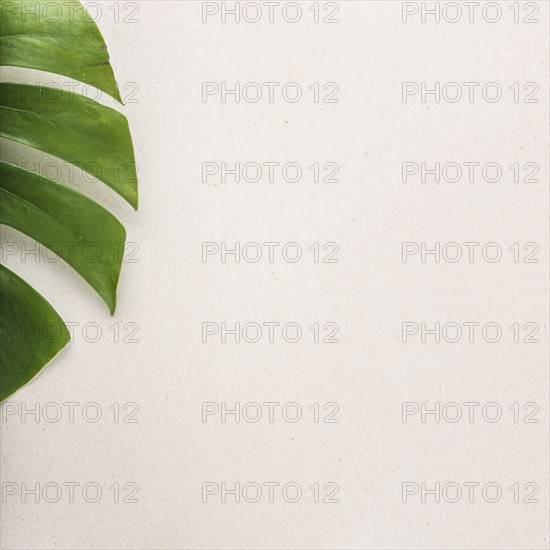 Edge monstera leaf