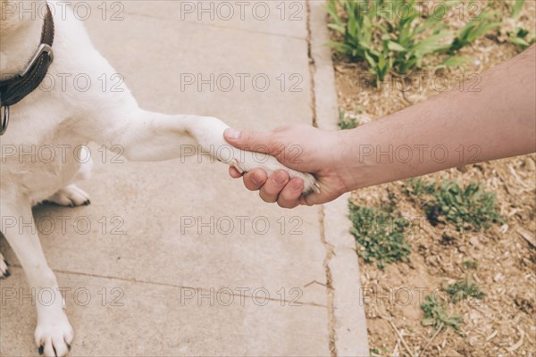 Paw dog human hand