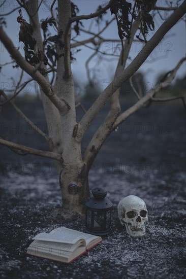 Small tree with spell book skull halloween night