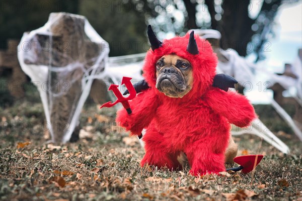 Funny French Bulldog dog wearing red Halloween devil costume with fake arms holding pitchfork