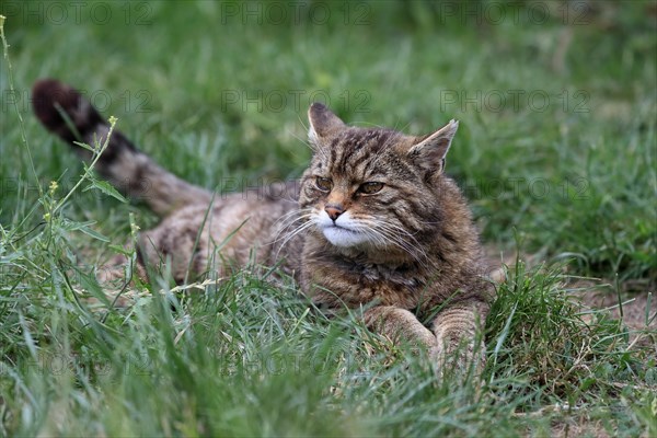 European wildcat