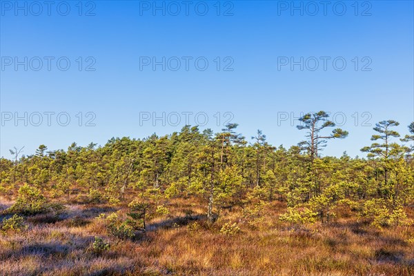 Pine forest on a bog on a beautiful autumn morning
