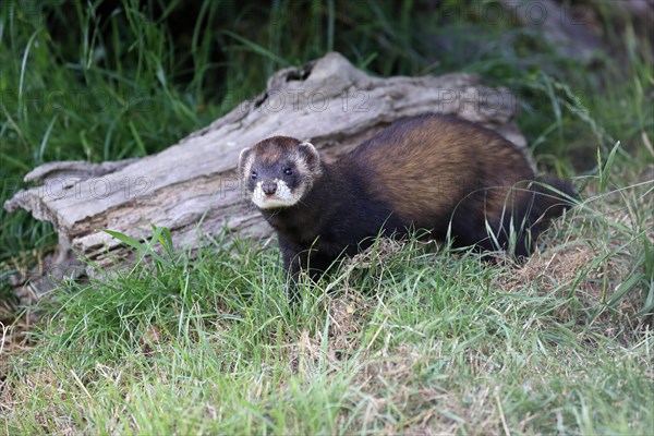 European polecat