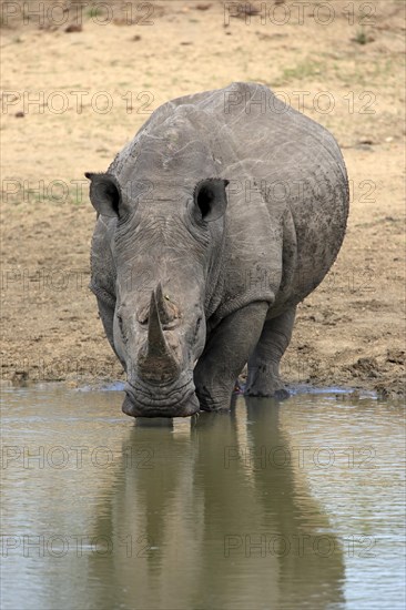 White rhinoceros