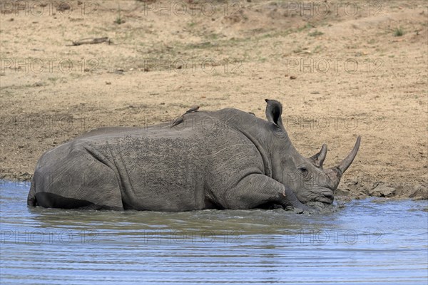 White rhinoceros