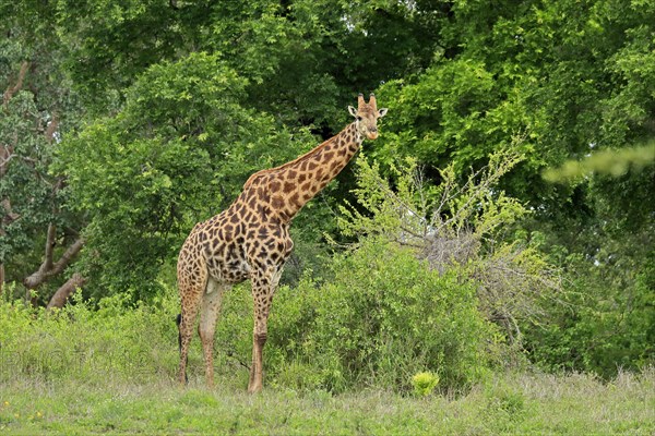 Southern giraffe