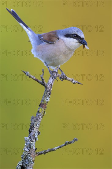 Red-backed Shrike