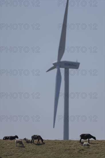 Sheep standing on a dike by the sea in front of a wind turbine for wind energy