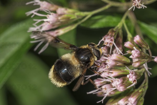 Variegated fur hoverfly