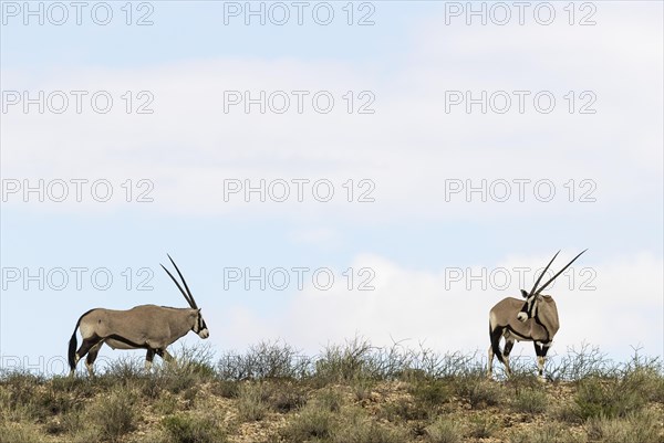 Gemsbok