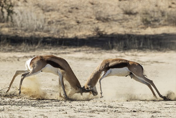 Springbok