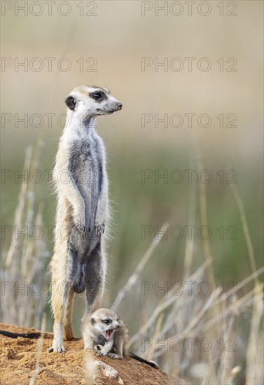 Suricate