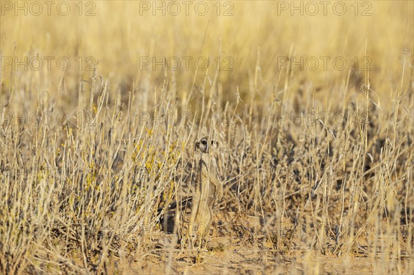 Suricate