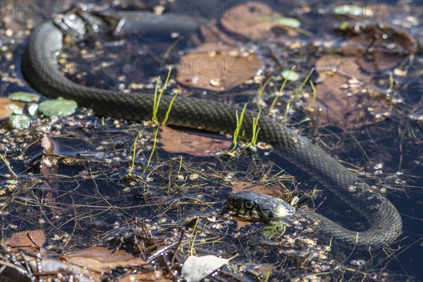 Grass snake