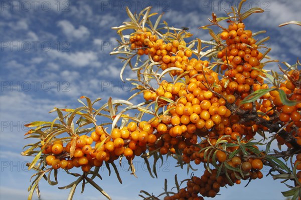 Fruits of common sea-buckthorn