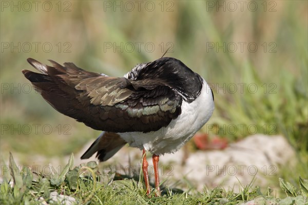 Northern lapwing