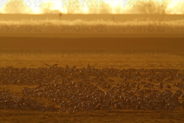 Barnacle Goose