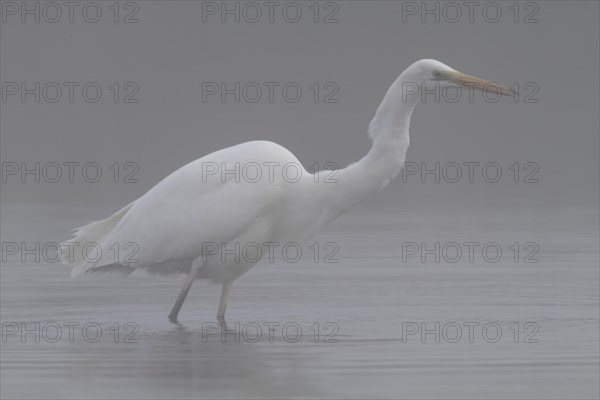 Great egret