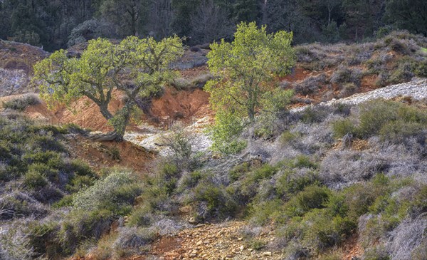 Cork oak in the midst of colourful rubble heaps