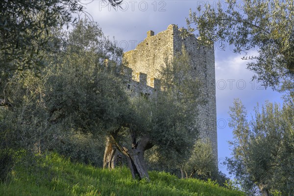 Ancient olive trees and city wall of