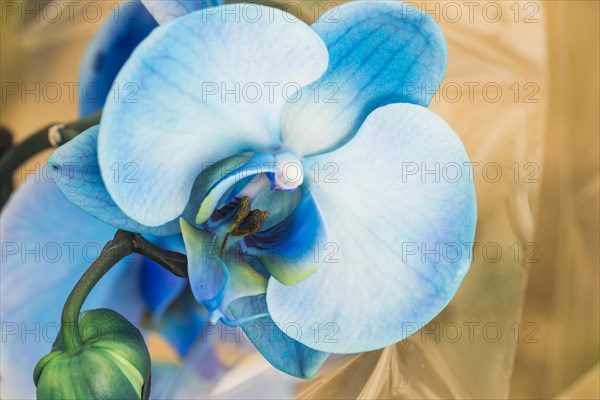 Beautiful blue fresh orchid