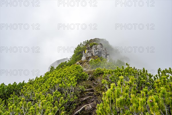 Mountaineer on the foggy ridge of the Katzenkopf covered with mountain pines