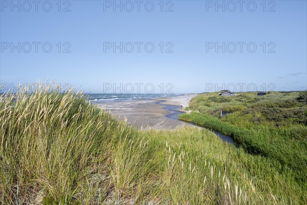 Overgrown dunes and sandy beach by the sea