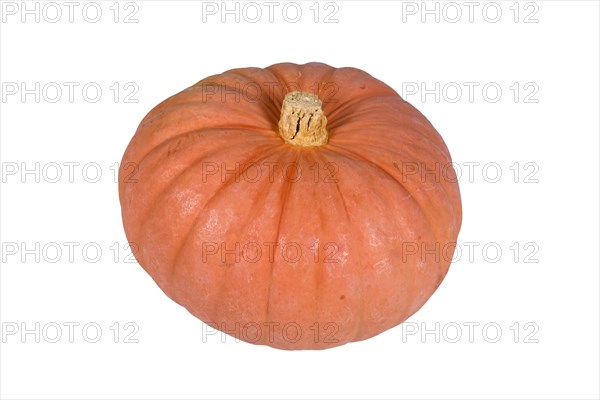 Pastel orange colored 'Miss Sophie Pink' Halloween pumpkin