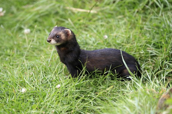 European polecat