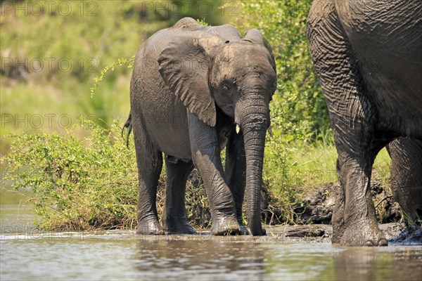 African elephant