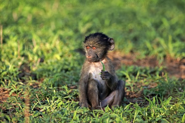 Bear baboon