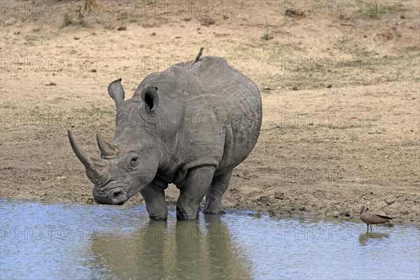 White rhinoceros