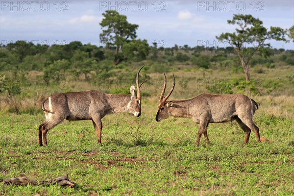 Ellipsen waterbuck