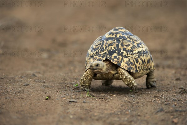 Leopard tortoise