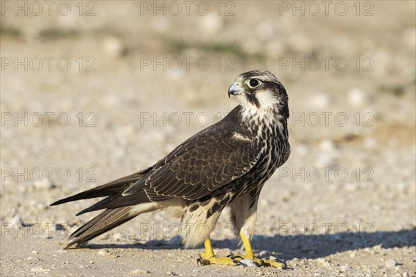 Lanner Falcon