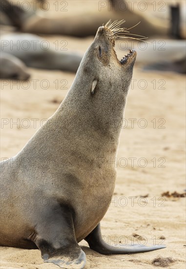 Cape Fur Seal