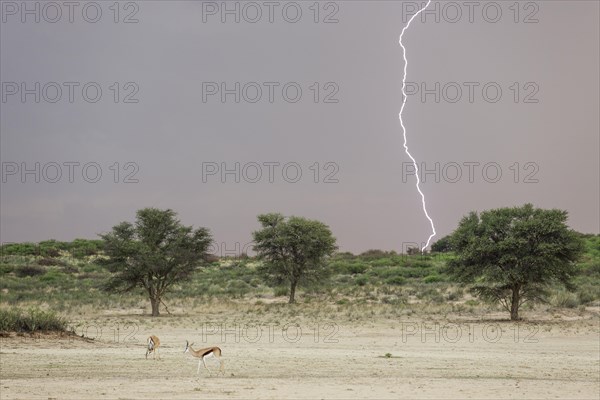 Springbok