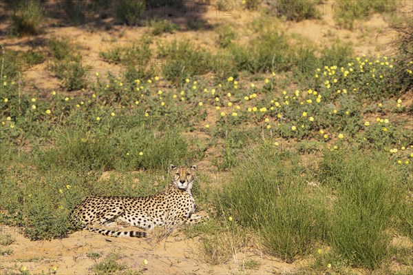 Cheetah